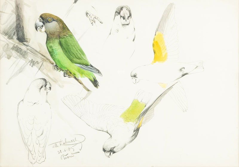 Studies of parrots. Mixed media/paper, signed and dated 21.06.05 lower left and indistinctly inscribed.