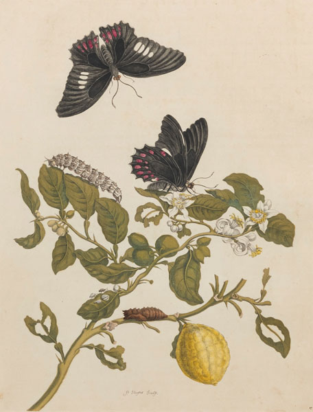 <b>Merian, Maria Sybilla (nach)</b>