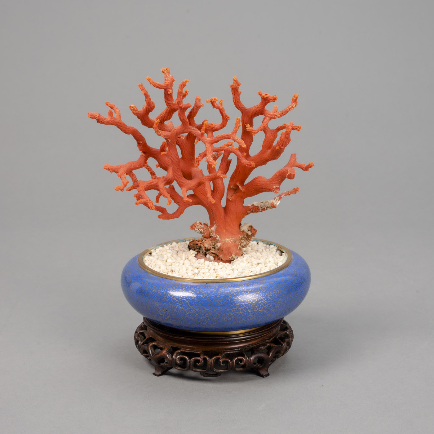 <b>Rote Koralle als Bonsai in Cloisonné-Schale präsentiert</b>