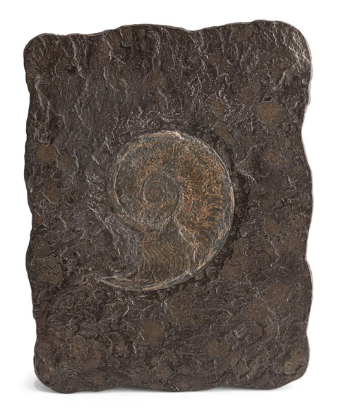 <b>Zwei Schieferplatten mit Fossilien teils Ammoniten</b>