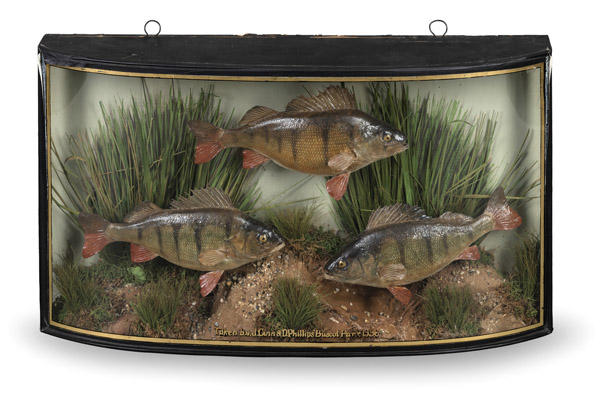 <b>A DECORATIVE DISPLAY CASE WITH FISH MODELS</b>