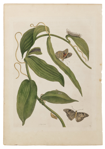 <b>Merian, Maria Sybilla</b> <b>Merian, Maria Sybilla</b>