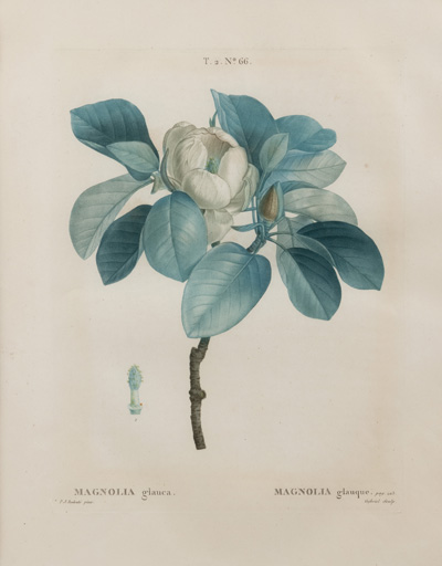 <b>Redouté, Pierre Joseph (nach)</b>