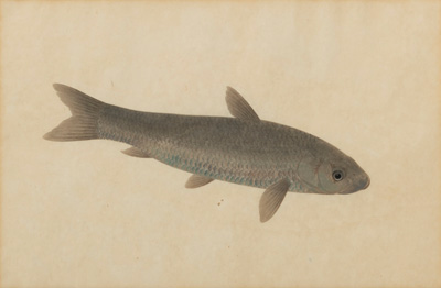 <b>Paar feine Fisch-Aquarelle mit Silber und Gold gehöht</b>